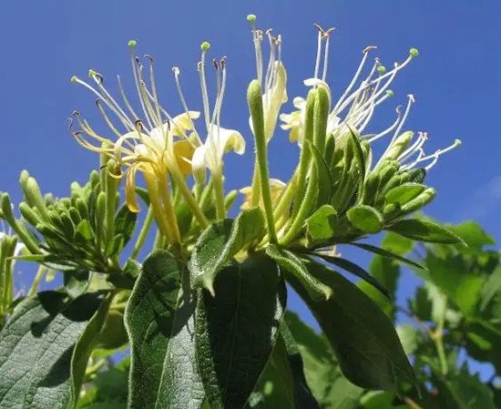 Honeysuckle Extract Powder.jpg